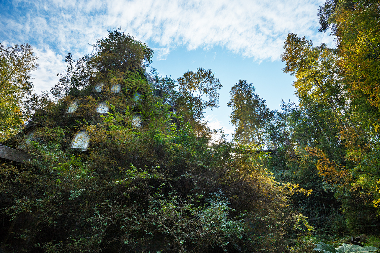 Reserva Forestal de Huilo Huilo, Región de los Rios- Chile 