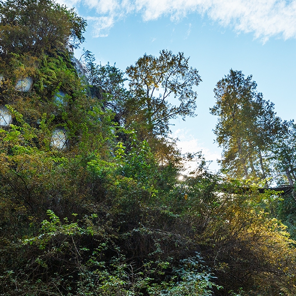 Reserva Forestal de Huilo Huilo, Región de los Rios- Chile 