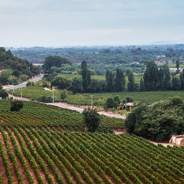 Viñas, Región del Maule
