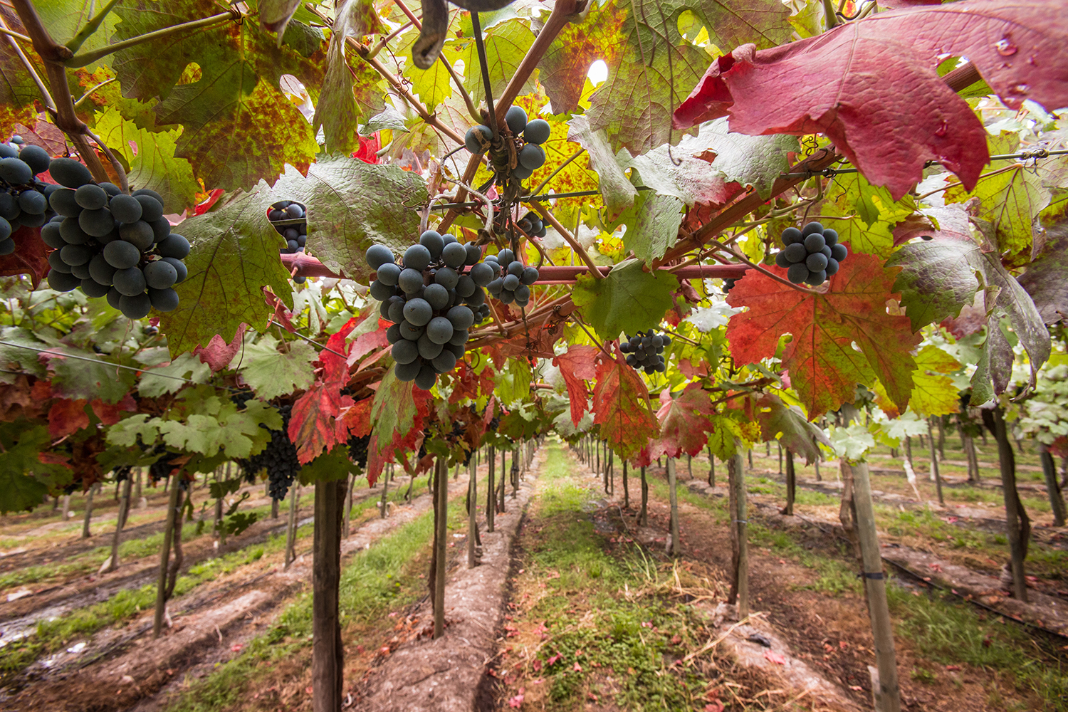 Viña, Región del Maule