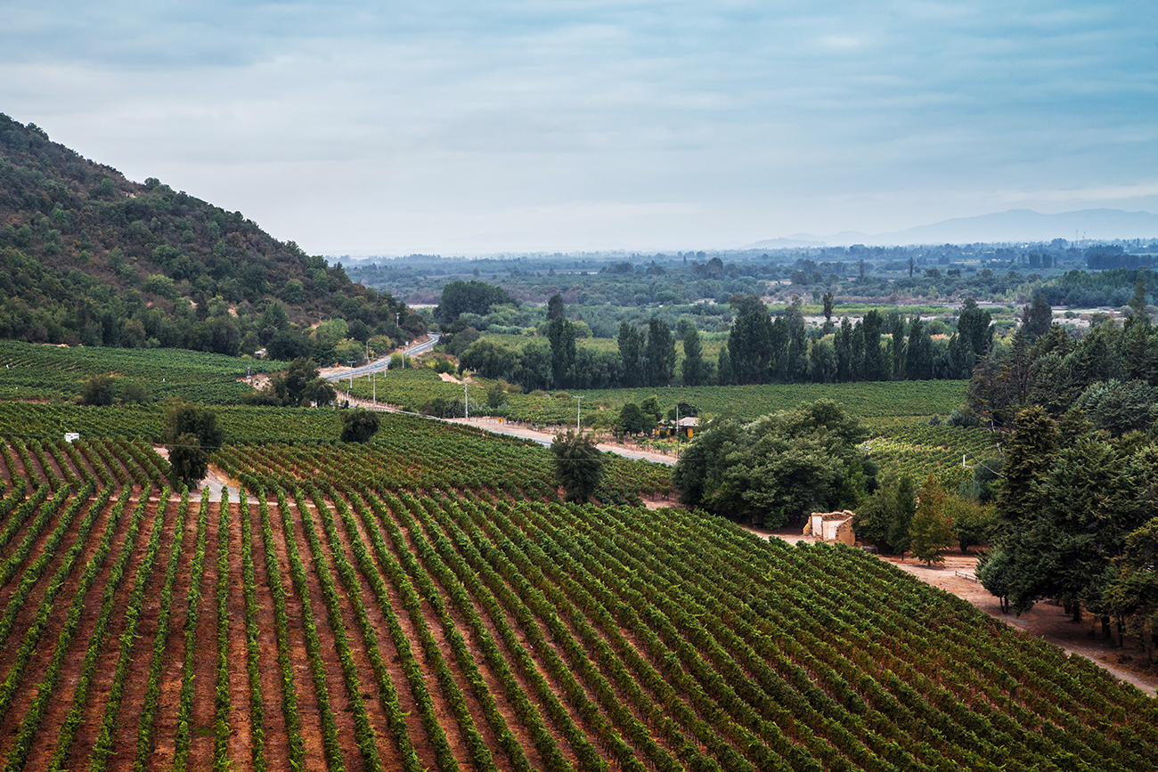 Viñas, Región del Maule